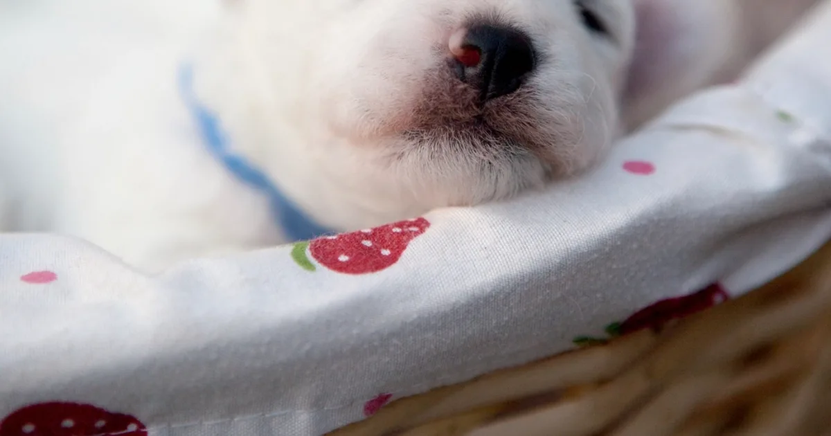 Crate Training a Puppy: A Realistic Timeline