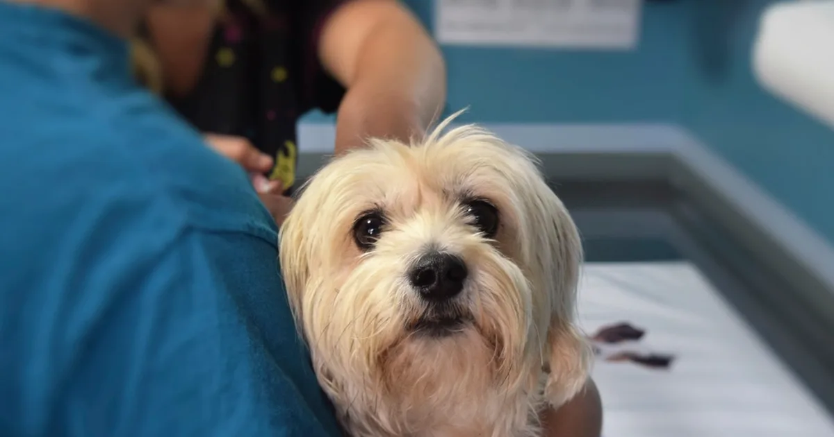 Pet Insurance: Why Enrolling Early Changes What You Can Ever Claim