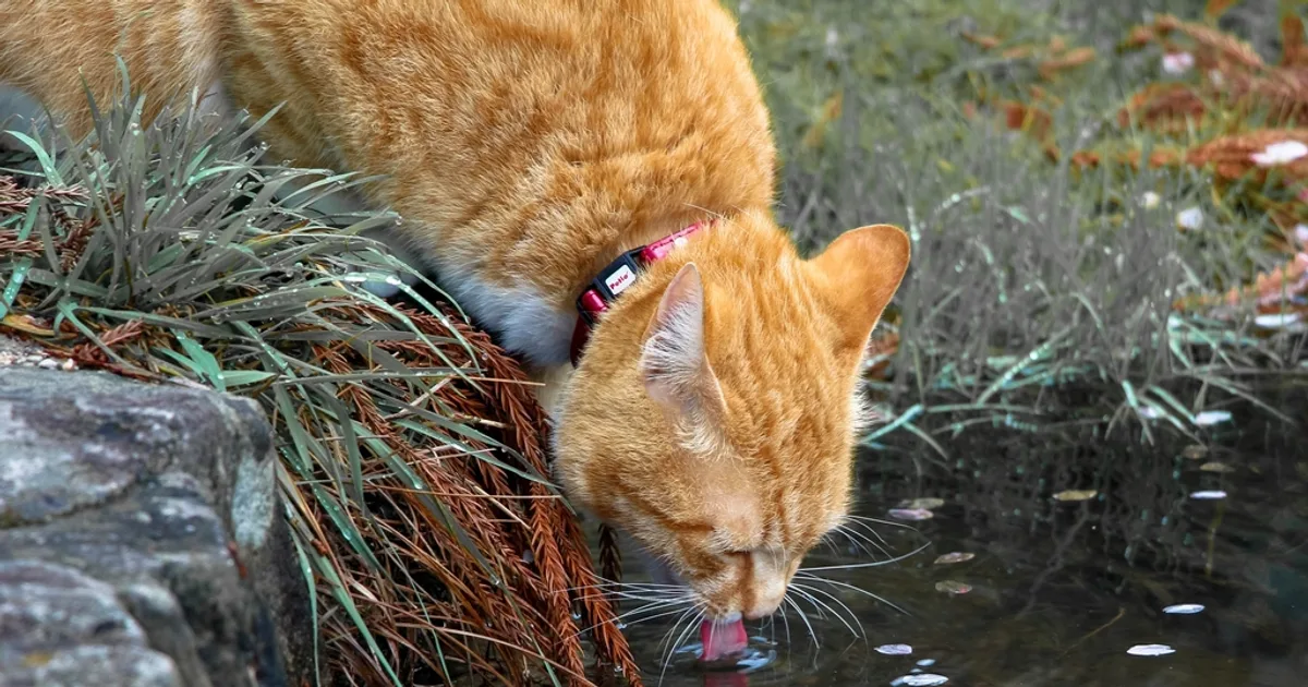 Why Cats Don't Drink Enough Water (and What Actually Helps)