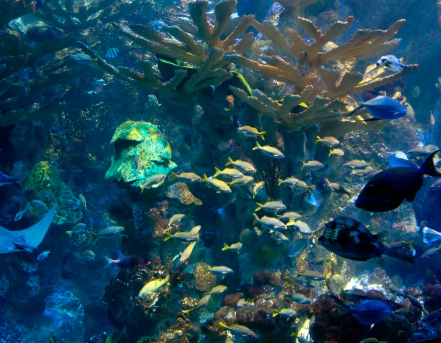 Aquarium Filters