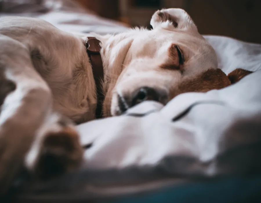Dog Beds