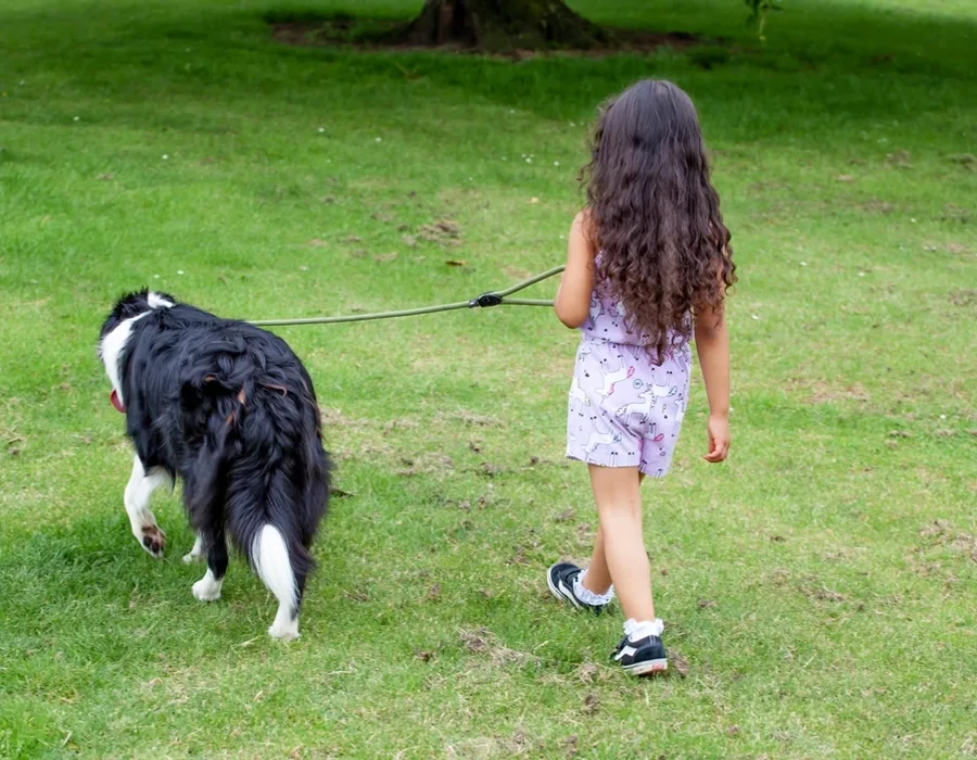 Dog Harnesses