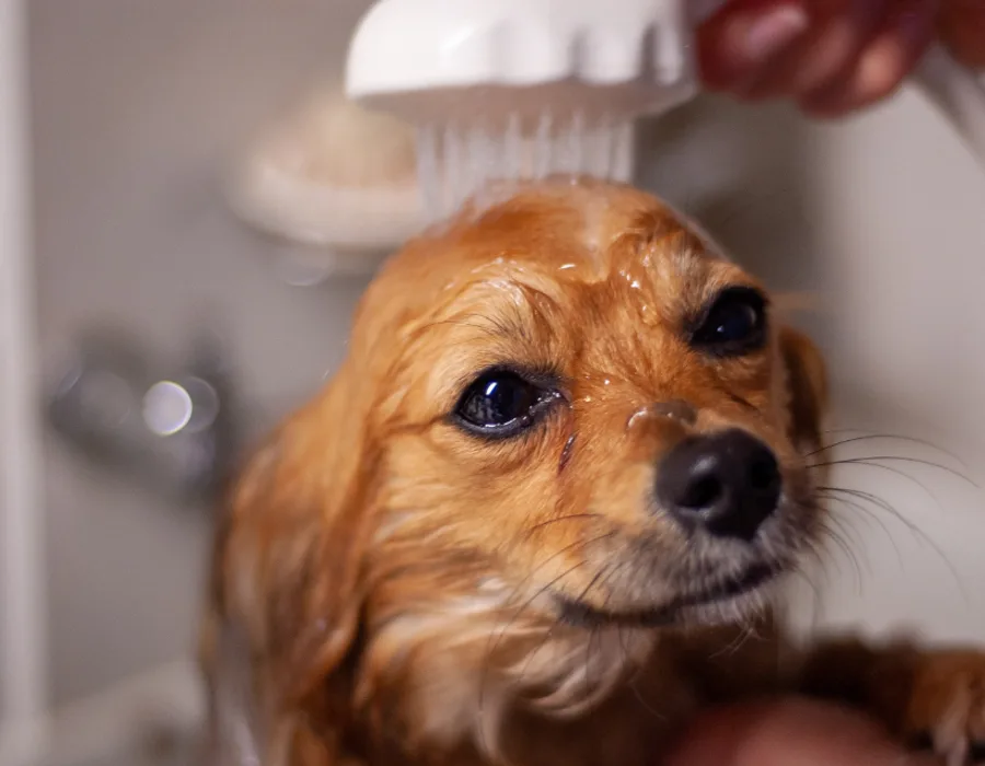Pet Grooming Clippers